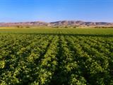 تفسير رؤية حقل في المنام أو الحلم