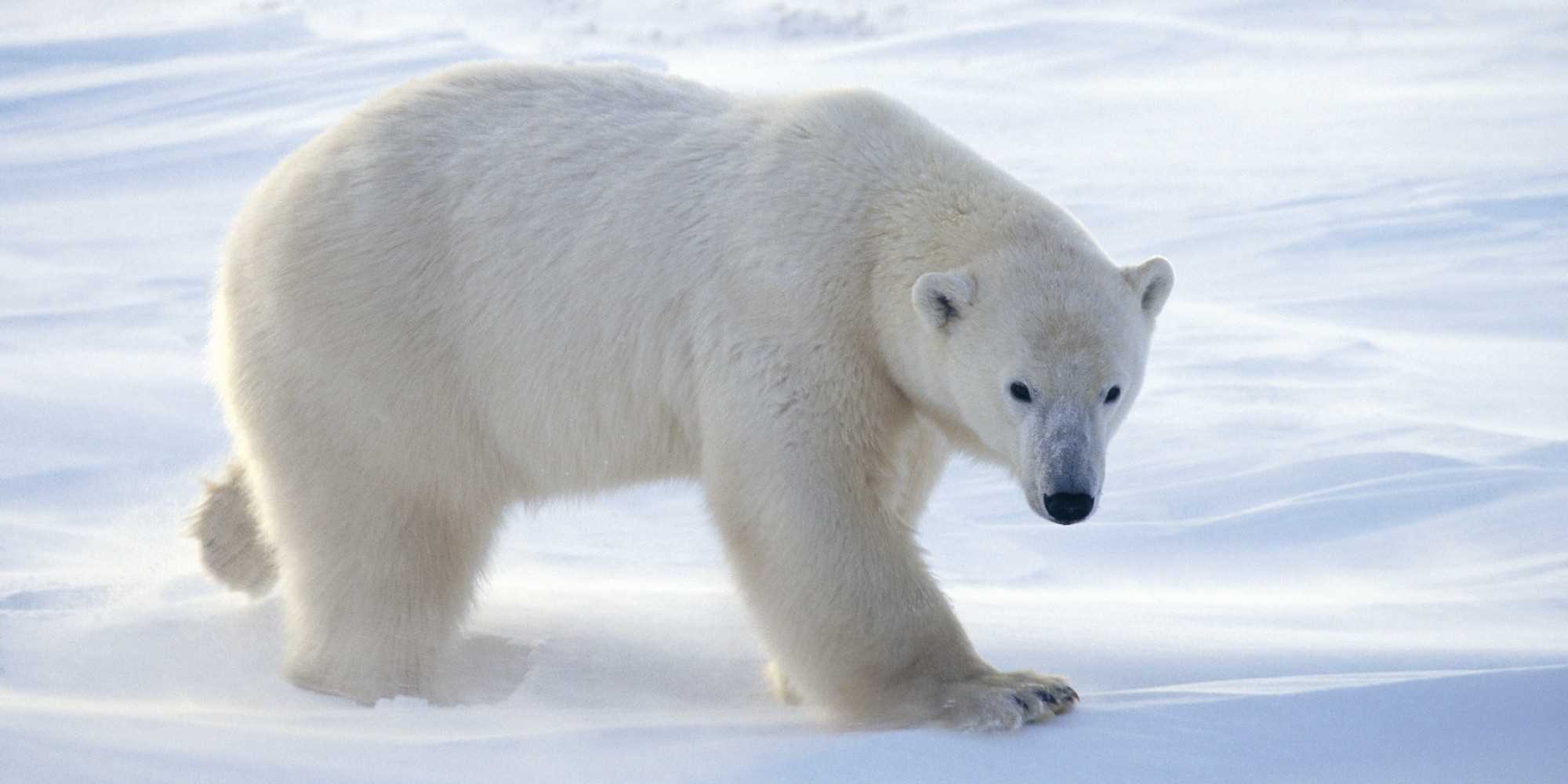 تفسير رؤية الدب القطبي في المنام