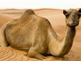 تفسير رؤية جلد الدواب في المنام أو الحلم