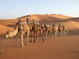 تفسير رؤية إبل في المنام أو الحلم