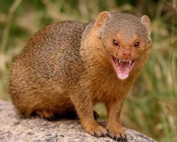 definition-meaning-of-fauna-langeek