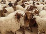 تفسير رؤية ضأن في المنام أو الحلم