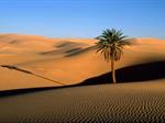 تفسير رؤية الصحراء في المنام أو الحلم